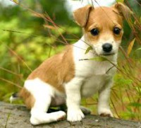 /album/dona-y-adopta-perros/images-jpg/