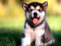 /album/dona-y-adopta-perros/fhbatrhjrytjhksdgfbgweh-jpg/