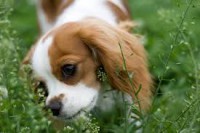 /album/dona-y-adopta-perros/jkvyjgfyhjajajeje-jpg/