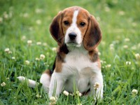 /album/dona-y-adopta-perros/perrroooooobwegfwihef-jpg/